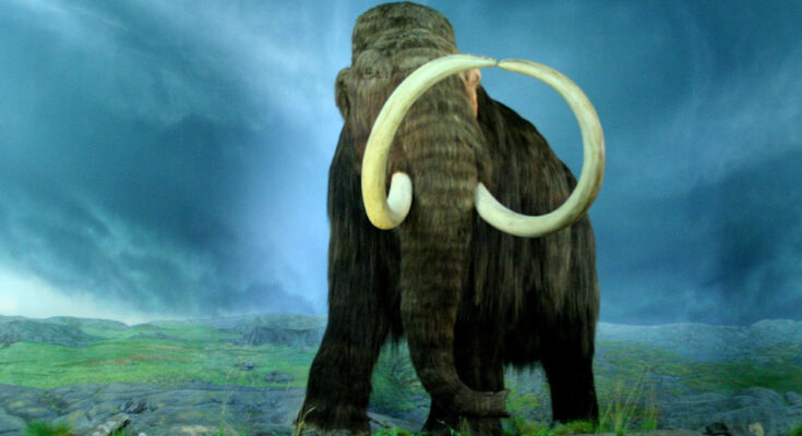 mammut clona