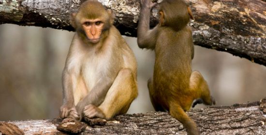 Scimmie intelligenza